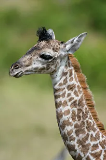 Masai Mara Prints: A newborn Masai giraffe, Giraffa camelopardalis Tippelskirchi