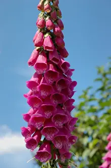 Newbury, Massachusetts, USA, Foxglove at Newbury Perennial Gardens