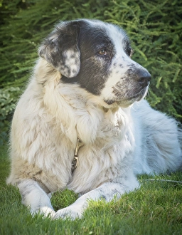 Images Dated 3rd September 2024: Newfoundland dog portrait
