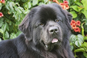 Images Dated 26th August 2005: Newfoundland sitting, Trumpetvine, Headshot