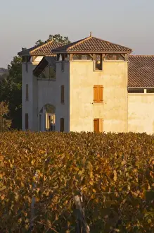 Yard Prints: The newly constructed winery building seen over the green yellow golden vineyard