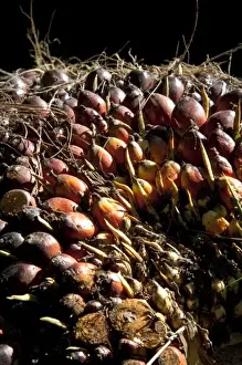 Costa Rican Prints: Newly havested oil palm fruit on a plantation near Caldera, Costa Rica