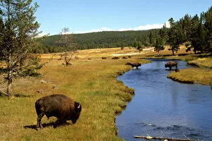 Nez Perce Creek with bison grazing in the water at Yellowstone National Park in Wyoming