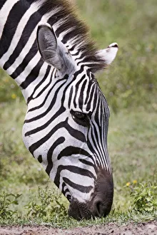 Conservation Area Prints: Ngorongoro Conservation Area, Tanzania, Africa. Plains Zebra