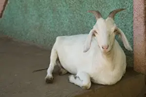 Granada Prints: Nicaragua, Granada. Goat resting on porch in Villa Esperanza barrio. (MR)