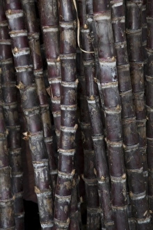 Granada Prints: Nicaragua, Granada. Sugar cane for sale in market