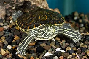 Vertebrate Prints: Nicaraguan Slider Trachemys venustus Native to Nicaragua
