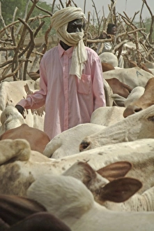 Images Dated 23rd November 2005: Niger, Boubon, market