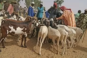 Niger, Boubon, sheep farmer selling goats at the market