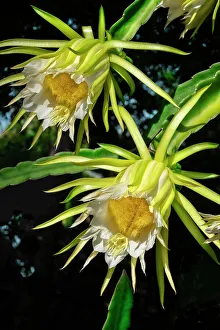 Succulent Prints: Night-blooming dragon fruit plant