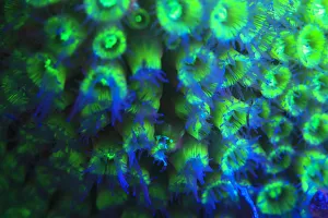 Images Dated 21st September 2014: Night dive at Barrier Reef near Saint Georges Caye, Fluorescence emitted at night