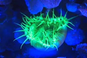 Night dive at Barrier Reef near Saint Georges Caye, Fluorescence emitted at night