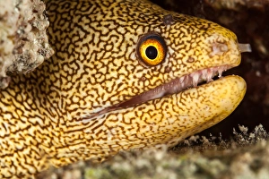 Images Dated 8th April 2011: Night dive photograph of Goldentail Eel off Bonaire