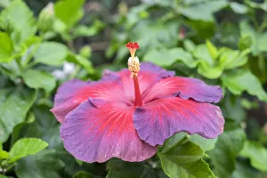 Malvaceae Prints: Night Fire, Hibiscus, USA