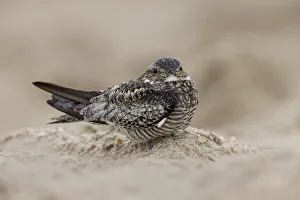 Sleeping Prints: Least nighthawk resting on sandy beach, South Padre Island, Texas