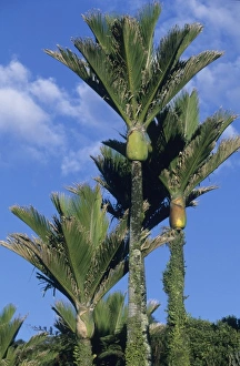 Tall Prints: Nikau Palm Tree (Rhopalostylis sapida) Endemic, Paparoa National Park, New Zealand