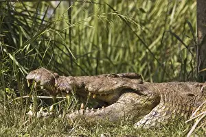 Nile Crocodile (Crocodylus niloticus) at the banks of river Victoria Nile in Murchison
