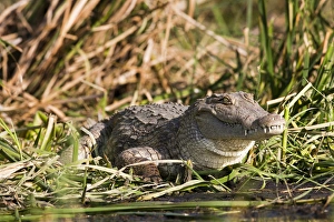 Nile Crocodile (Crocodylus Niloticus) on the shore, Crocodile Market, Lake Chamo