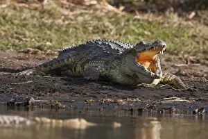 Images Dated 3rd February 2010: Nile Crocodile (Crocodylus Niloticus) on the shore with mouth wide open, teeth