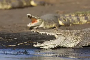 Ethiopia Prints: Nile Crocodile (Crocodylus Niloticus) on the shore with mouth wide open, teeth