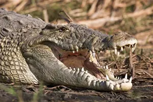 Nile Crocodile (Crocodylus Niloticus) on the shore with mouth wide open, teeth