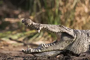Nile Crocodile (Crocodylus Niloticus) on the shore with mouth wide open, teeth