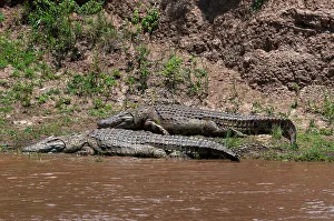 National Reserve Prints: Two Nile crocodiles, Crocodylus niloticus