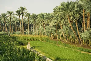 Nile River Expedition, Lower Egypt, Giza (on West Bank of Nile)