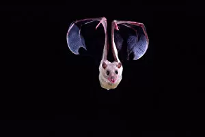 Nile Rousette Fruit Bat in Flight Rousettus aegypticus Native to Egypt Captive