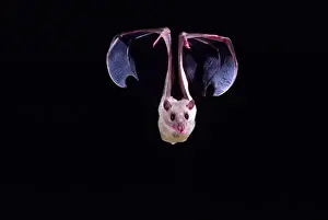 Scary Prints: Nile Rousette Fruit Bat in Flight Rousettus aegypticus Native to Egypt Captive
