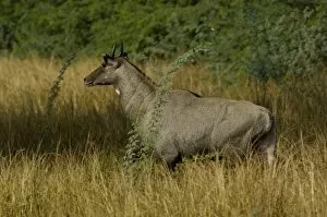 Nilgai or Blue Bull - male (Boselaphus tragocamelus). Bharatpur National Park or