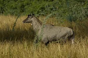 Images Dated 21st October 2006: Nilgai or Blue Bull - male (Boselaphus tragocamelus). Bharatpur National Park or