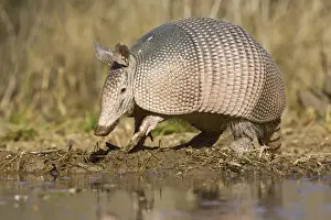 Images Dated 11th January 2008: Nine-banded Armadillo (Dasypus novemcinctus) adult drinking, south Texas pond, USA