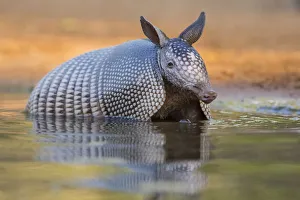 Bathing Prints: Nine-banded Armadillo (Dasypus novemcinctus) bathing / drinking