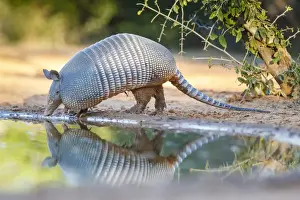 Images Dated 9th February 2015: Nine-banded Armadillo (Dasypus novemcinctus) drinking