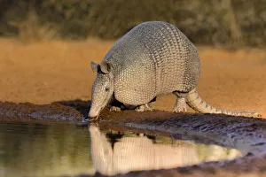 Images Dated 30th June 2021: Nine-banded Armadillo (Dasypus novemcinctus) drinking
