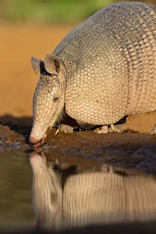 Images Dated 30th June 2021: Nine-banded Armadillo (Dasypus novemcinctus) drinking