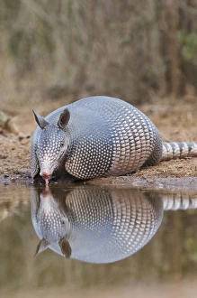 Drinking Prints: Nine-banded Armadillo (Dasypus novemcinctus) drinking at pond in south Texas