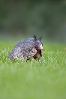 Images Dated 29th September 2011: Nine-banded Armadillo (Dasypus novemcinctus) testing the air for scent of danger