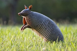 Images Dated 29th September 2011: Nine-banded Armadillo (Dasypus novemcinctus) testing the air for scent of danger