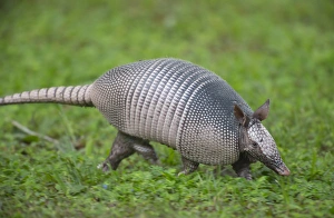 Mammals Prints: Nine-banded armadillo, or long nose on the run, Dasypus novemcinctus, Florida
