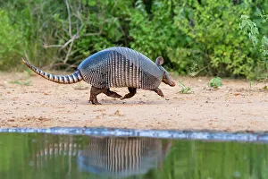 Protection Prints: Nine-banded armadillo at pond