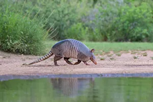 Protection Prints: Nine-banded armadillo at pond