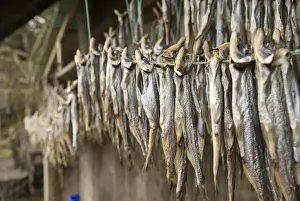 Nisga a First Nation family sun drying eulachon fish and smoking sealion, Laxgalts ap