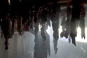 Images Dated 27th March 2010: Nisga a First Nation family sun drying eulachon fish and smoking sealion, Laxgalts ap