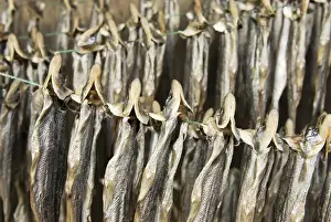 Images Dated 27th March 2010: Nisga a First Nation family sun drying eulachon fish and smoking sealion, Laxgalts ap