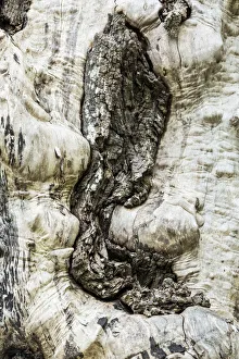 Images Dated 1st March 2019: Nisqually National Wildlife Refuge, Nisqually, Washington State, USA. Tree with no bark