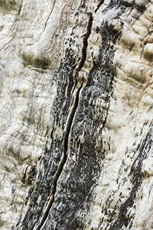 Nisqually Prints: Nisqually National Wildlife Refuge, Nisqually, Washington State, USA. Tree with no bark