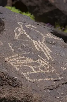 Images Dated 4th May 2007: NM, New Mexico, Albuquerque, Petroglyph National Monument, Boca Negra Canyon, petroglyphs