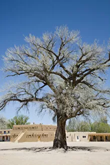 Images Dated 27th April 2007: NM, New Mexico, San Ildefonso Pueblo, Big Tree in North Plaza, a majestic